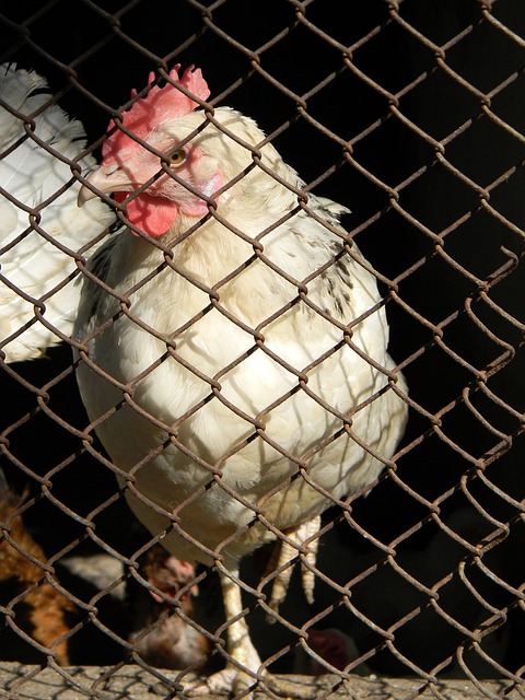 选手表现分 选手表现分