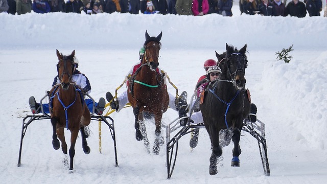 狼队的球迷 狼队的球迷